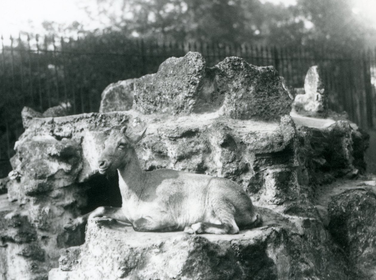 Un ibex de l