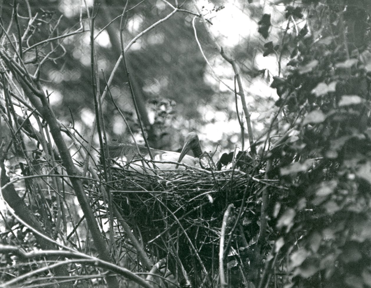 Un ibis assis sur son nid au Zoo de Londres - Frederick William Bond