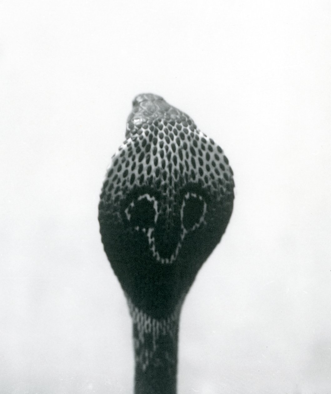 Un cobra indien à lunettes avec tête levée et capuche déployée, Zoo de Londres, octobre 1925 - Frederick William Bond