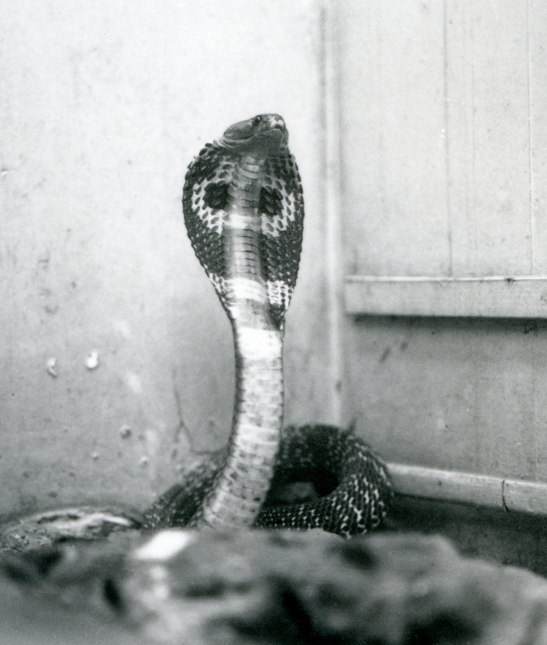Un cobra indien à lunettes avec tête levée et capuche déployée, Zoo de Londres, octobre 1925 - Frederick William Bond