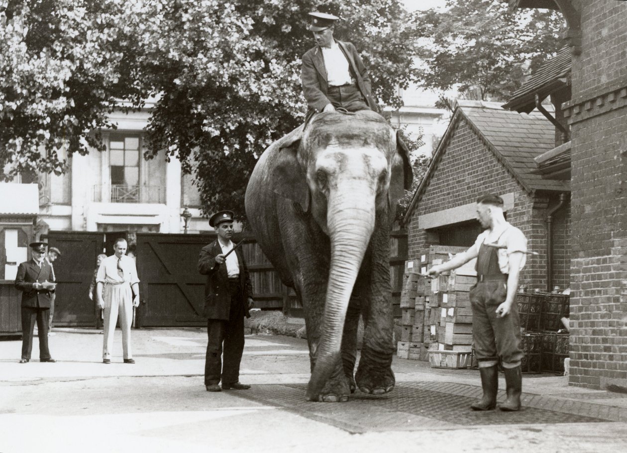 Un éléphant indien pesé par des gardiens au zoo de Londres, août 1935 - Frederick William Bond