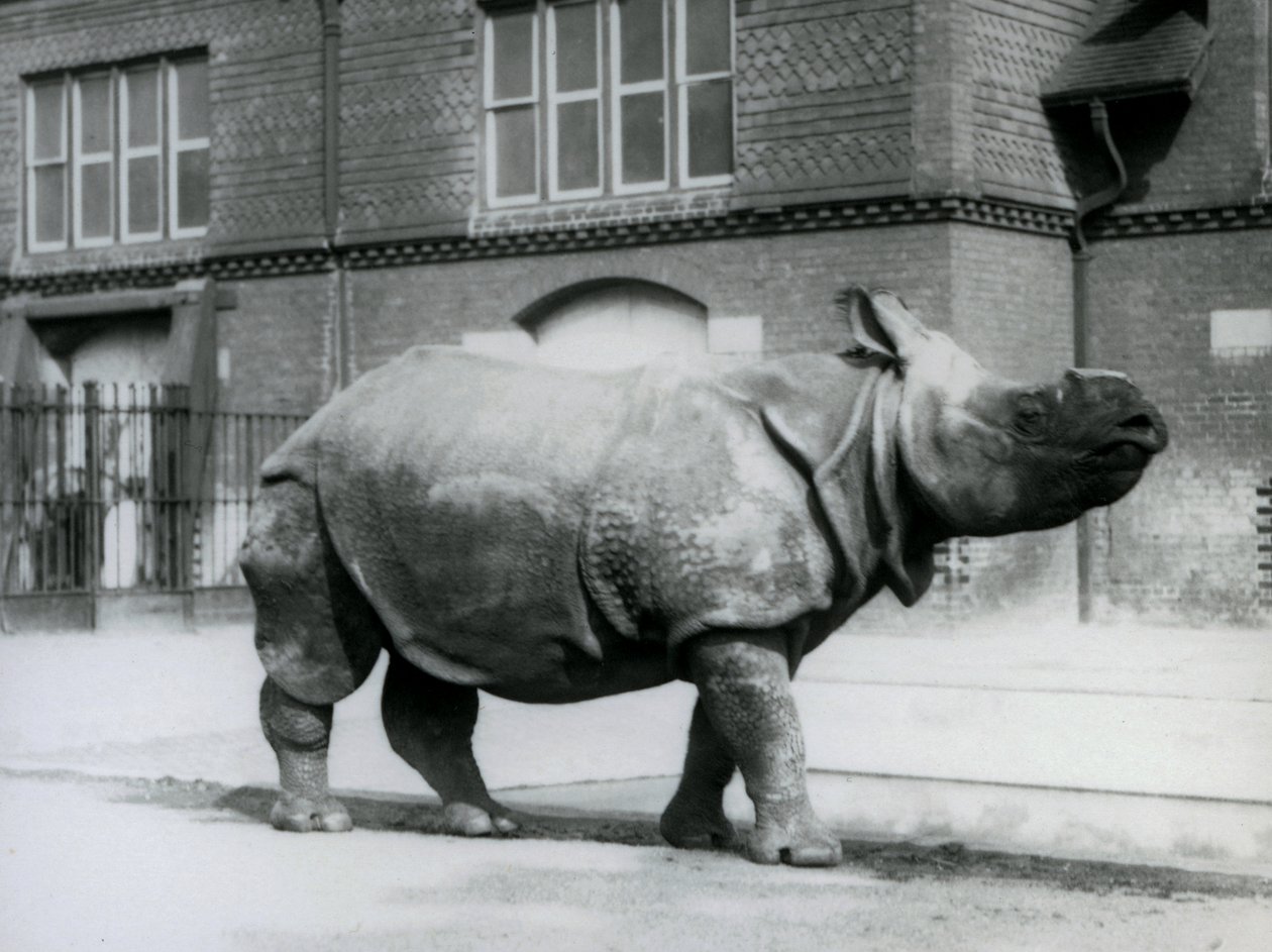 Un rhinocéros indien au zoo de Londres - Frederick William Bond