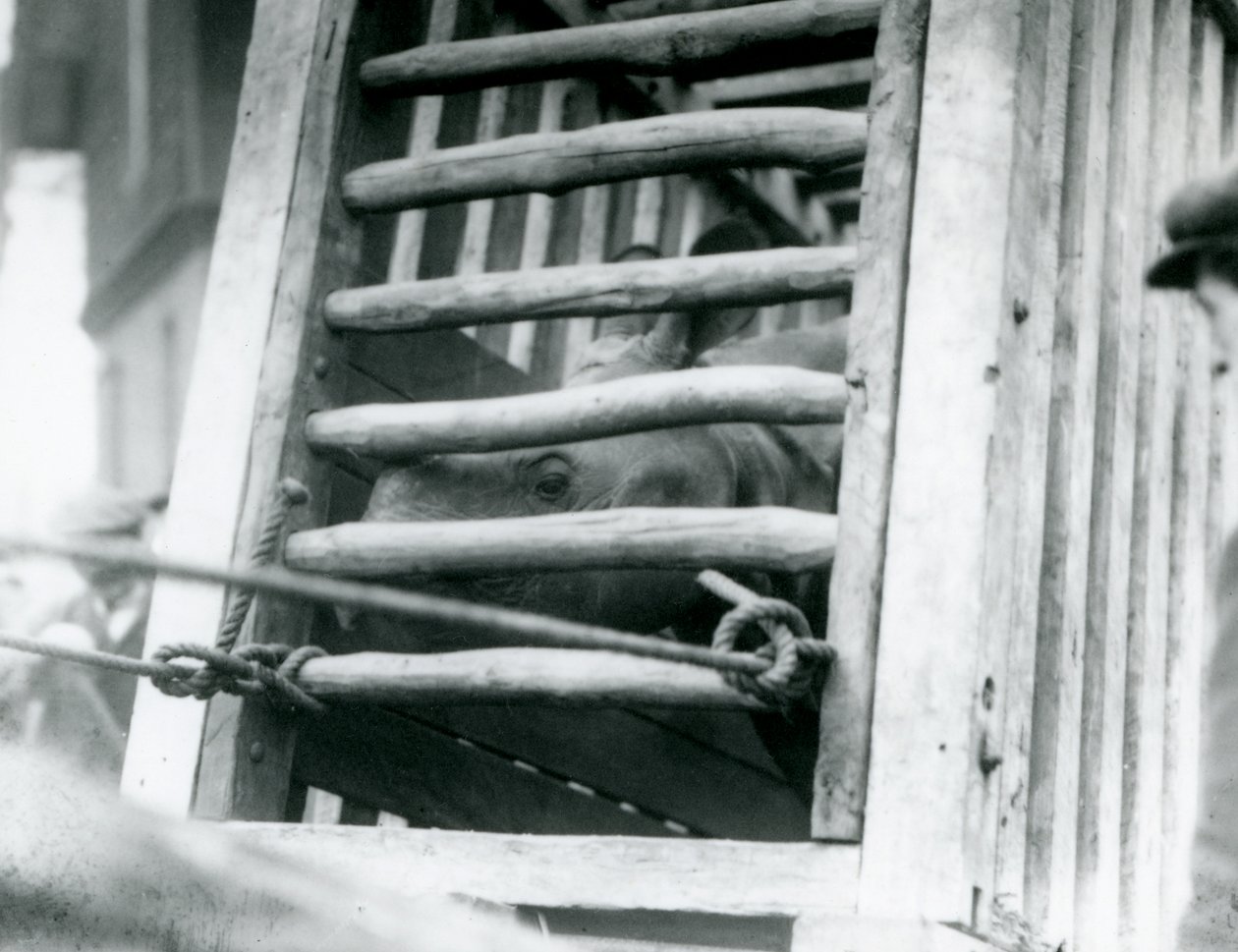 Un rhinocéros indien regarde hors de sa caisse de transport en bois à son arrivée au zoo de Londres en 1924 (photo n/b) - Frederick William Bond