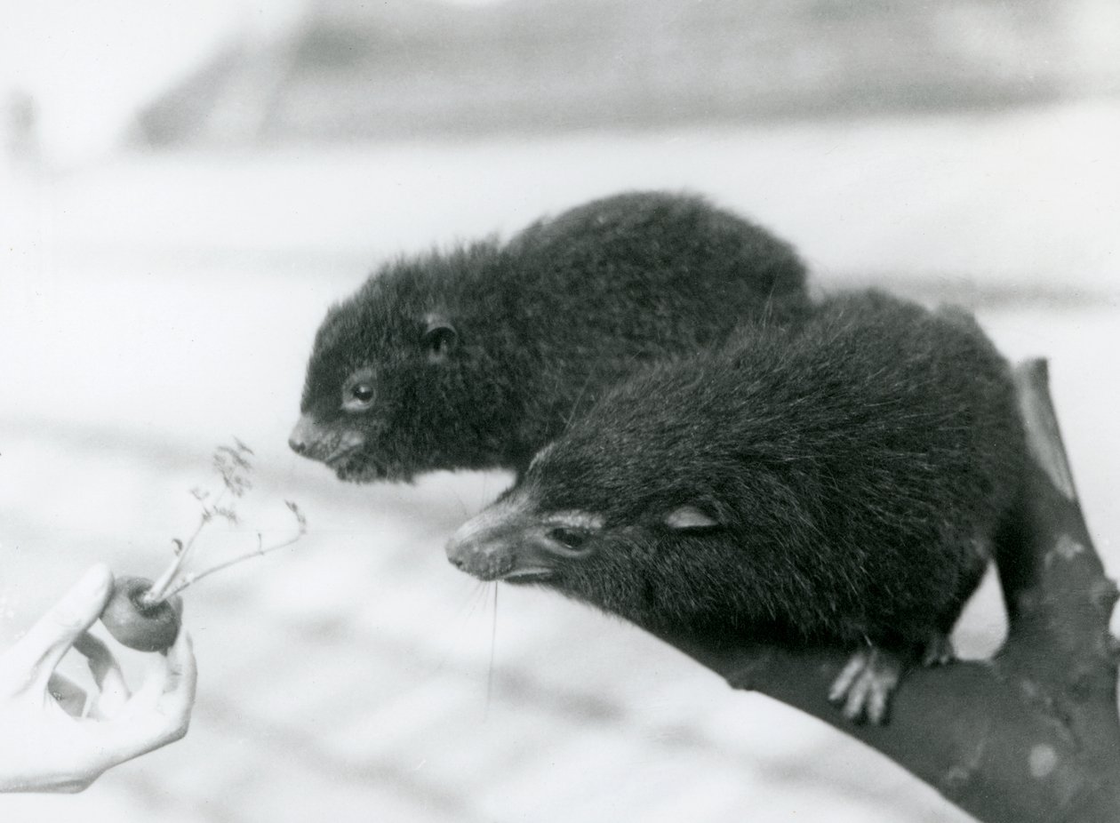 Un adulte et un jeune hyrax des arbres occidentaux assis sur une branche et se penchant vers une carotte tenue pour eux, zoo de Londres - Frederick William Bond