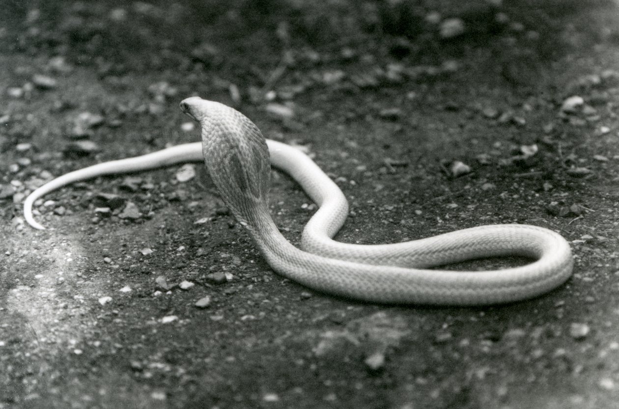 Un cobra albinos indien à lunettes avec sa tête levée et son capuchon déployé, Zoo de Londres, septembre 1924 - Frederick William Bond