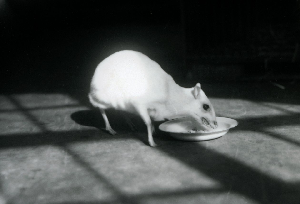 Un chevrotain albinos mangeant dans un plat, zoo de Londres, décembre 1926 - Frederick William Bond