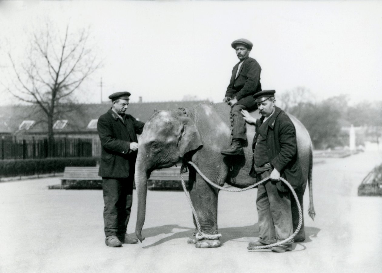 Un éléphant indien bébé avec les gardiens A. Church et H. Robertson au zoo de Londres, juin 1922 - Frederick William Bond