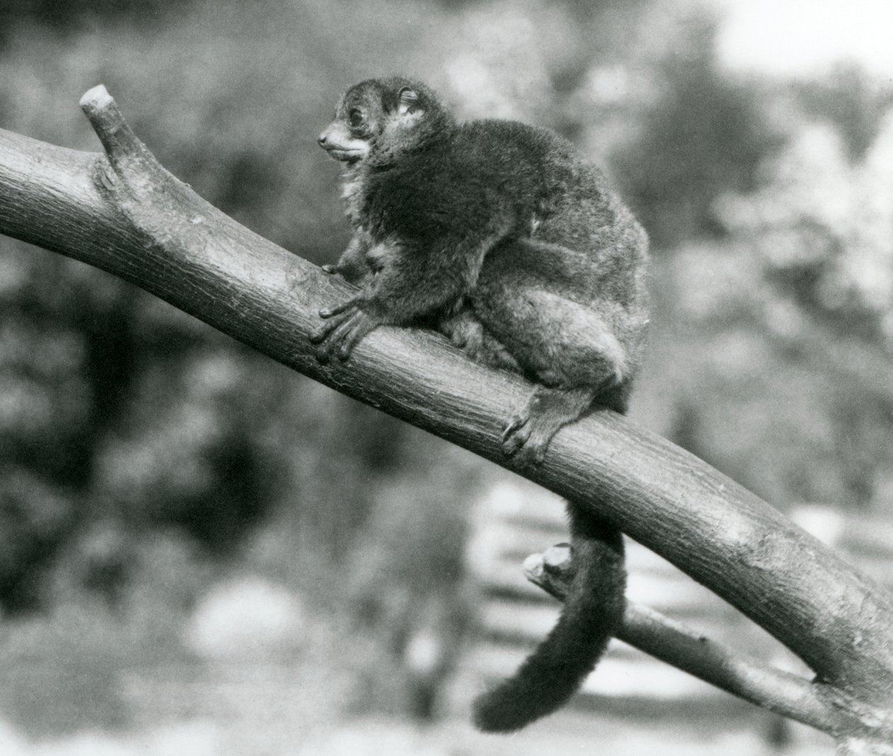 Un lémur géant de Coquerel en danger, reposant sur une branche au zoo de Londres, octobre 1929 - Frederick William Bond