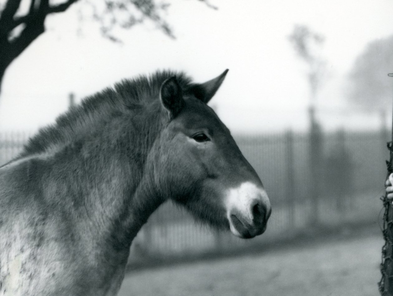 Un cheval sauvage de Przewalski en danger debout dans son enclos au zoo de Londres, octobre 1927 - Frederick William Bond