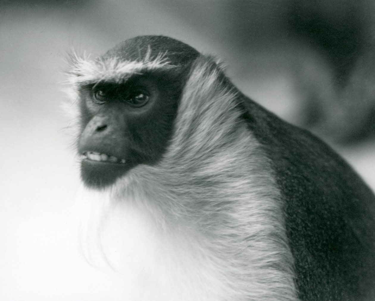 Un singe Roloway en danger au zoo de Londres - Frederick William Bond