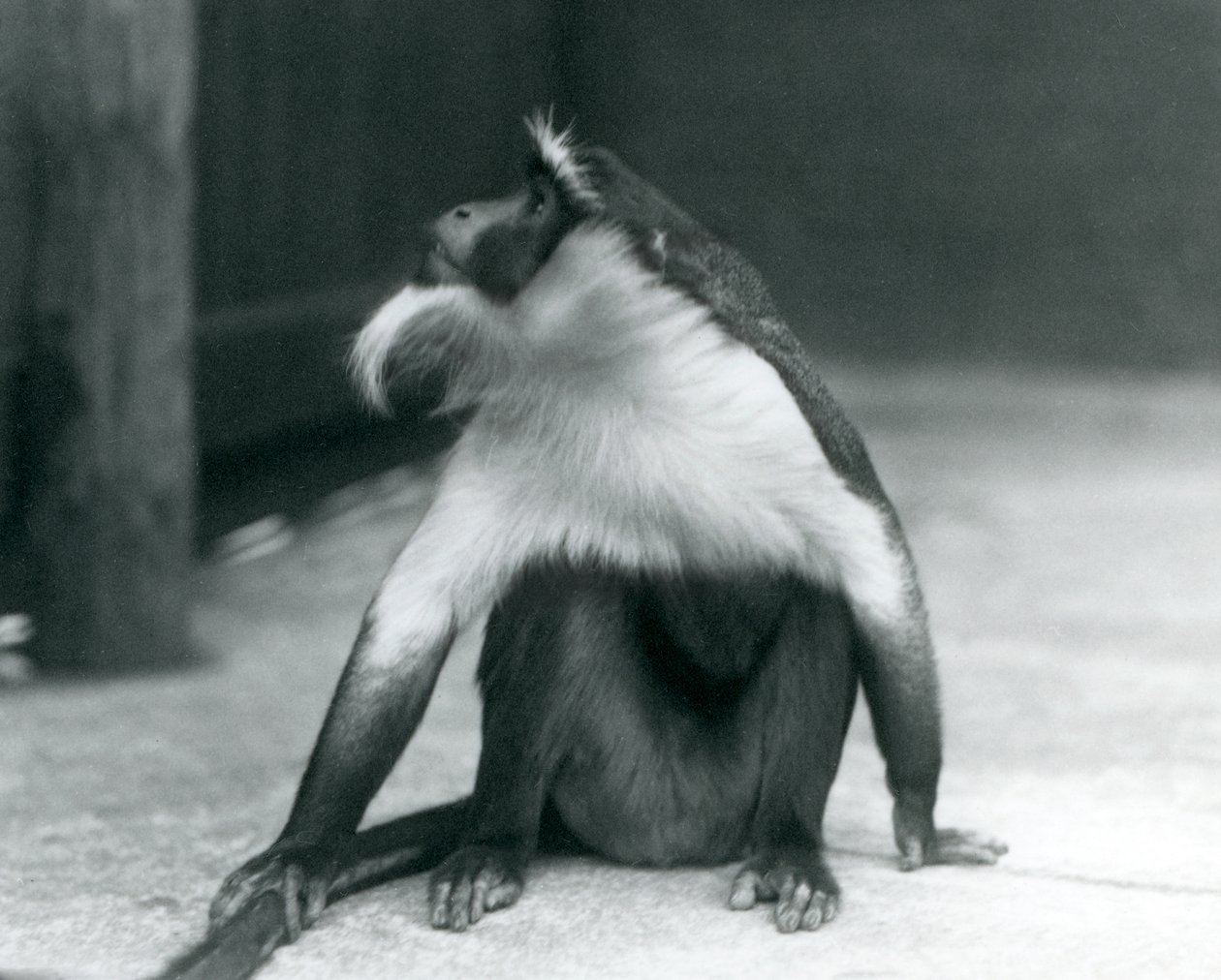 Un singe Roloway en voie de disparition assis par terre, regardant vers le haut, tenant sa queue, Zoo de Londres, 1927 - Frederick William Bond