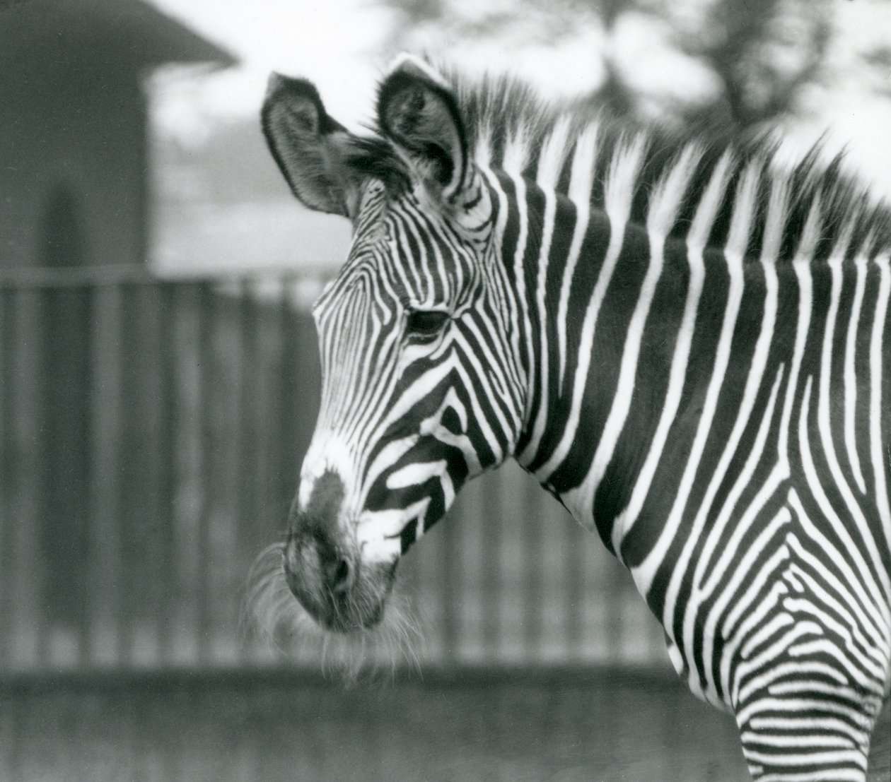 Une femelle/ânesse zèbre de Grévy en danger, Zoo de Londres, juillet 1926 (photo n/b) - Frederick William Bond
