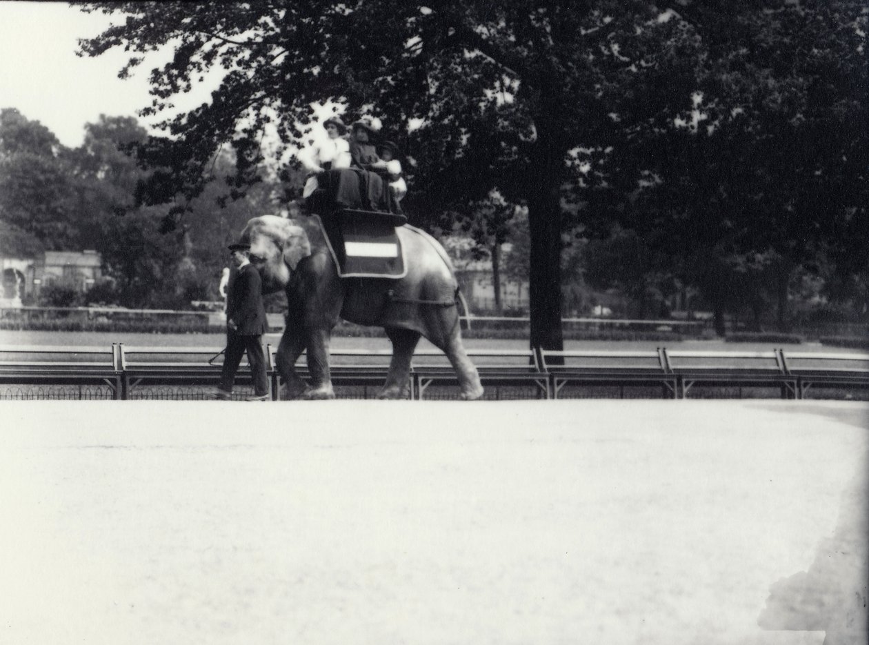 Éléphant asiatique 