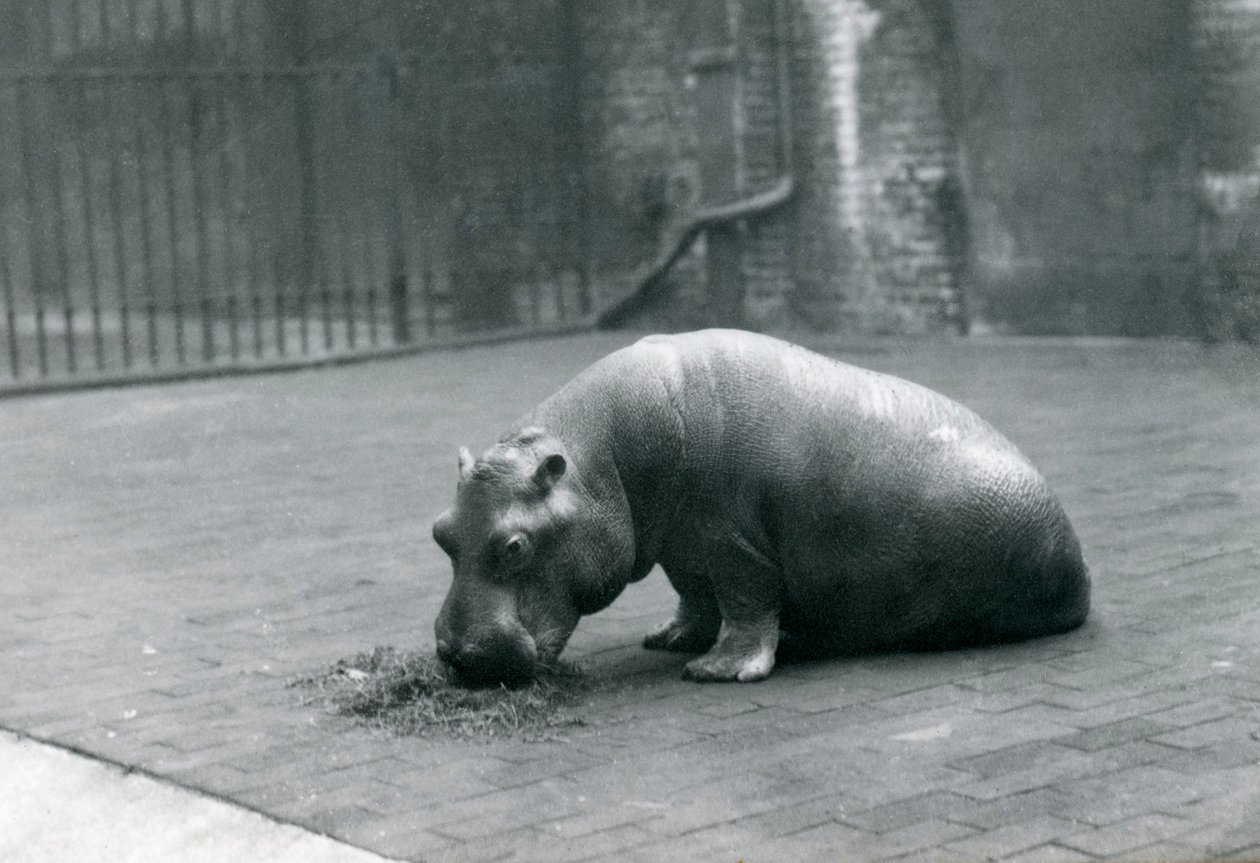 Bébé hippopotame 