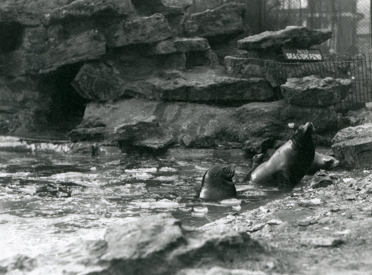 Lions de mer de Californie avec de la glace sur leur bassin, Zoo de Londres - Frederick William Bond