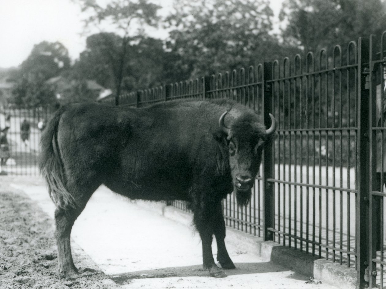 Le bison européen Georgina aux barreaux de son enclos, zoo de Londres, 12 août 1926 - Frederick William Bond