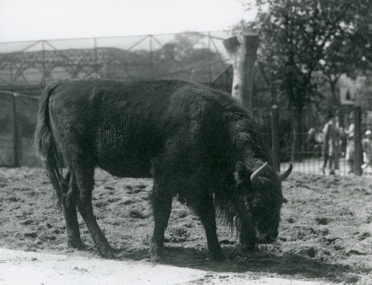 Le bison européen Julia mangeant l