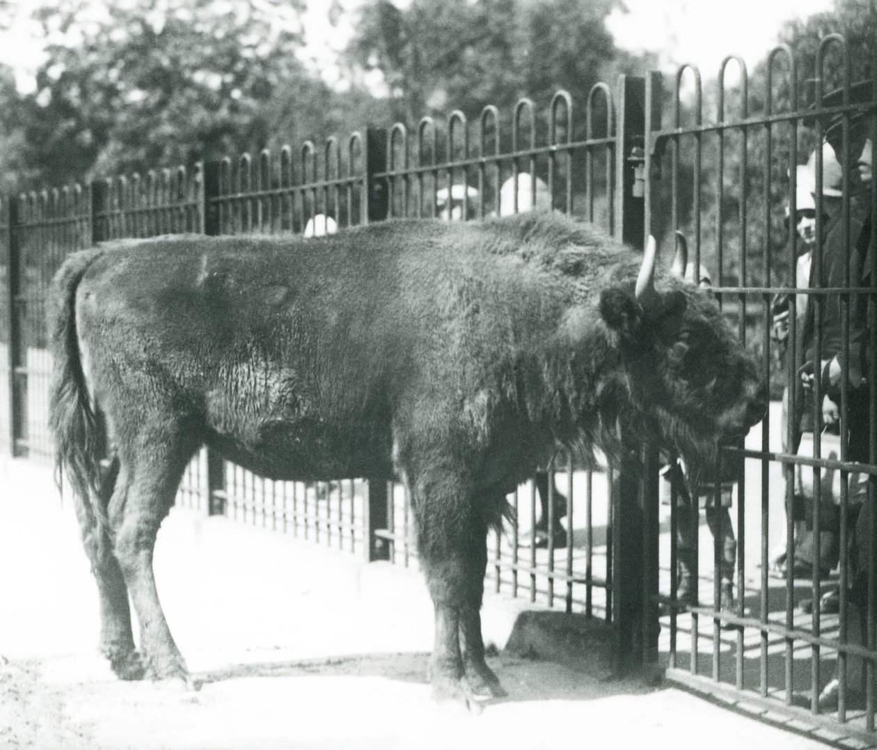 Bison européen 