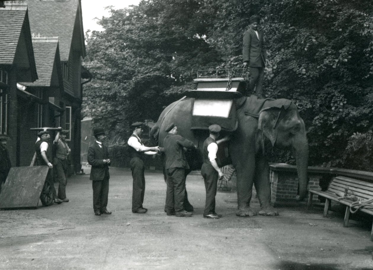 Éléphant d