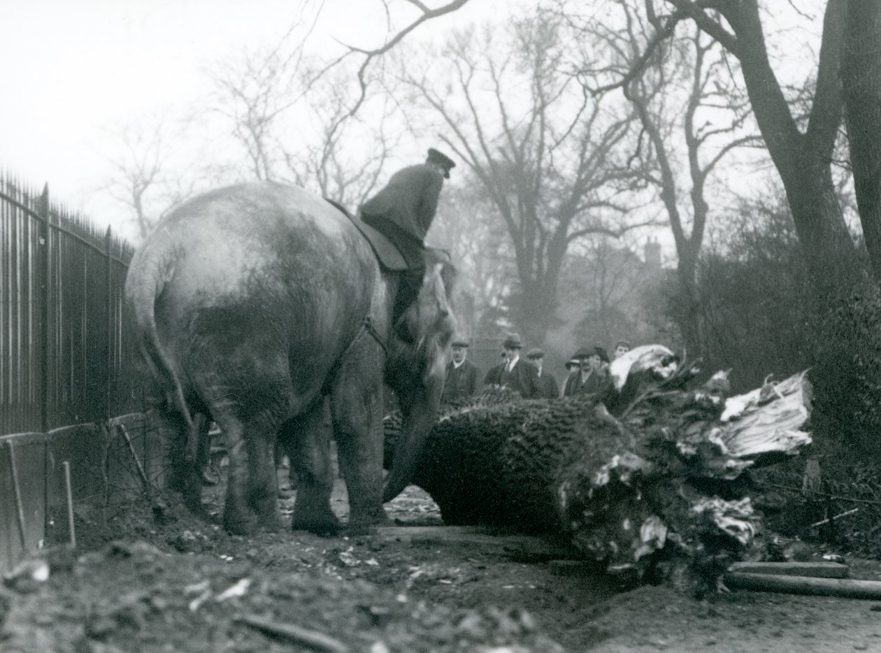 Éléphant d