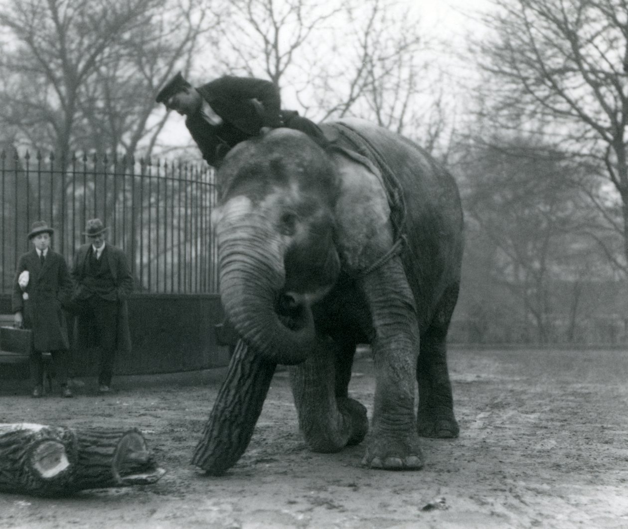 Éléphant asiatique femelle, 