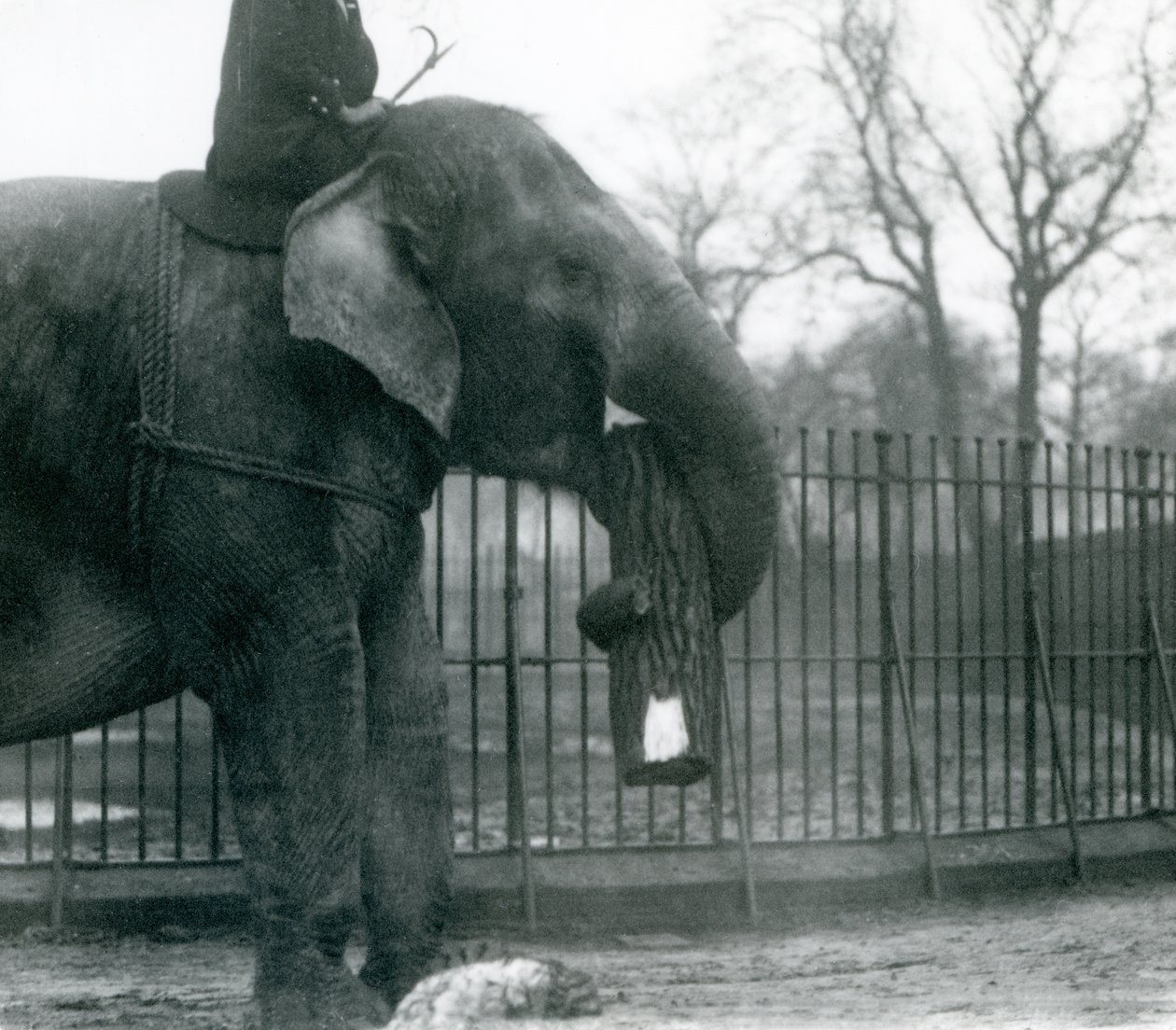 Éléphant d