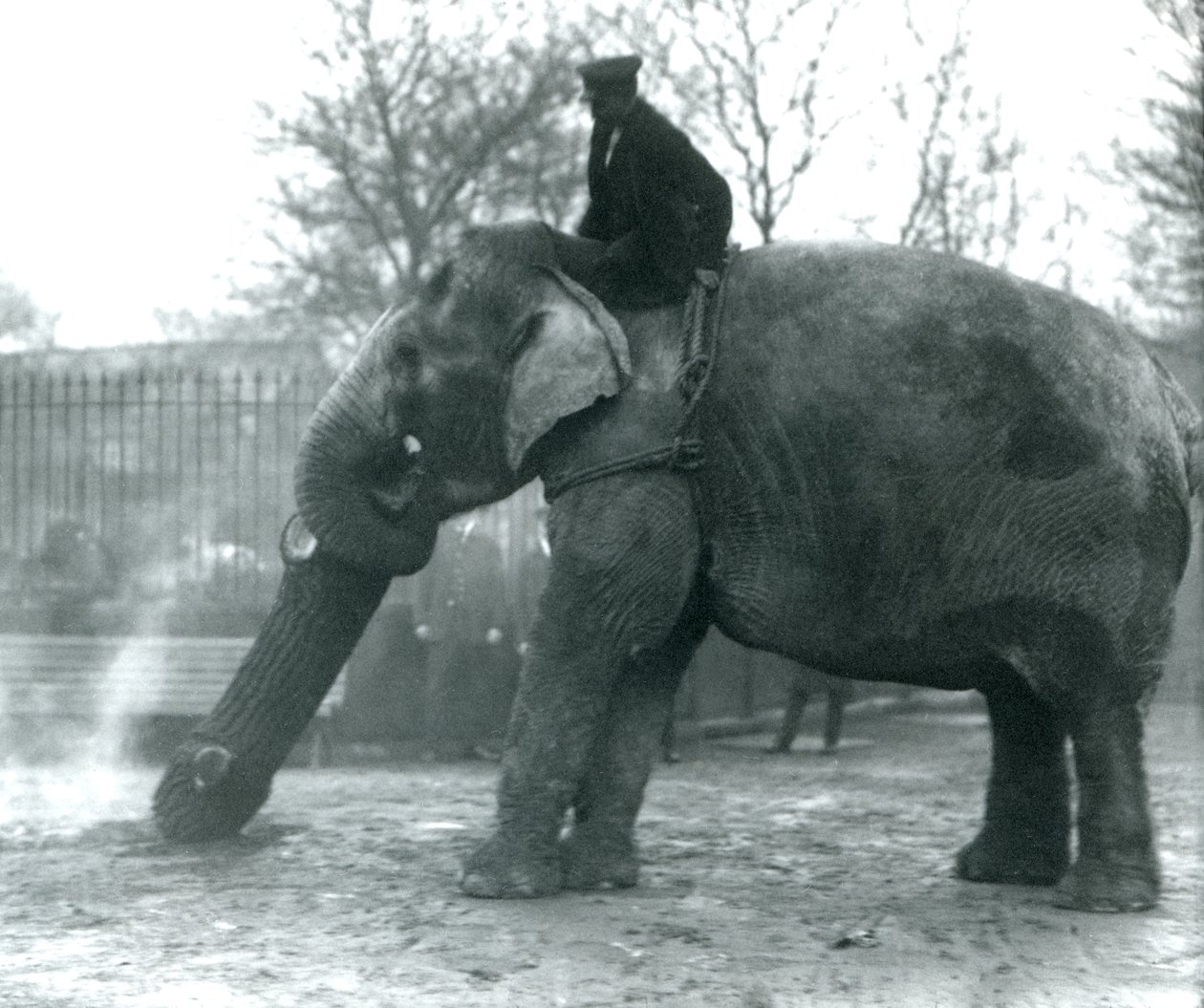 Éléphant d