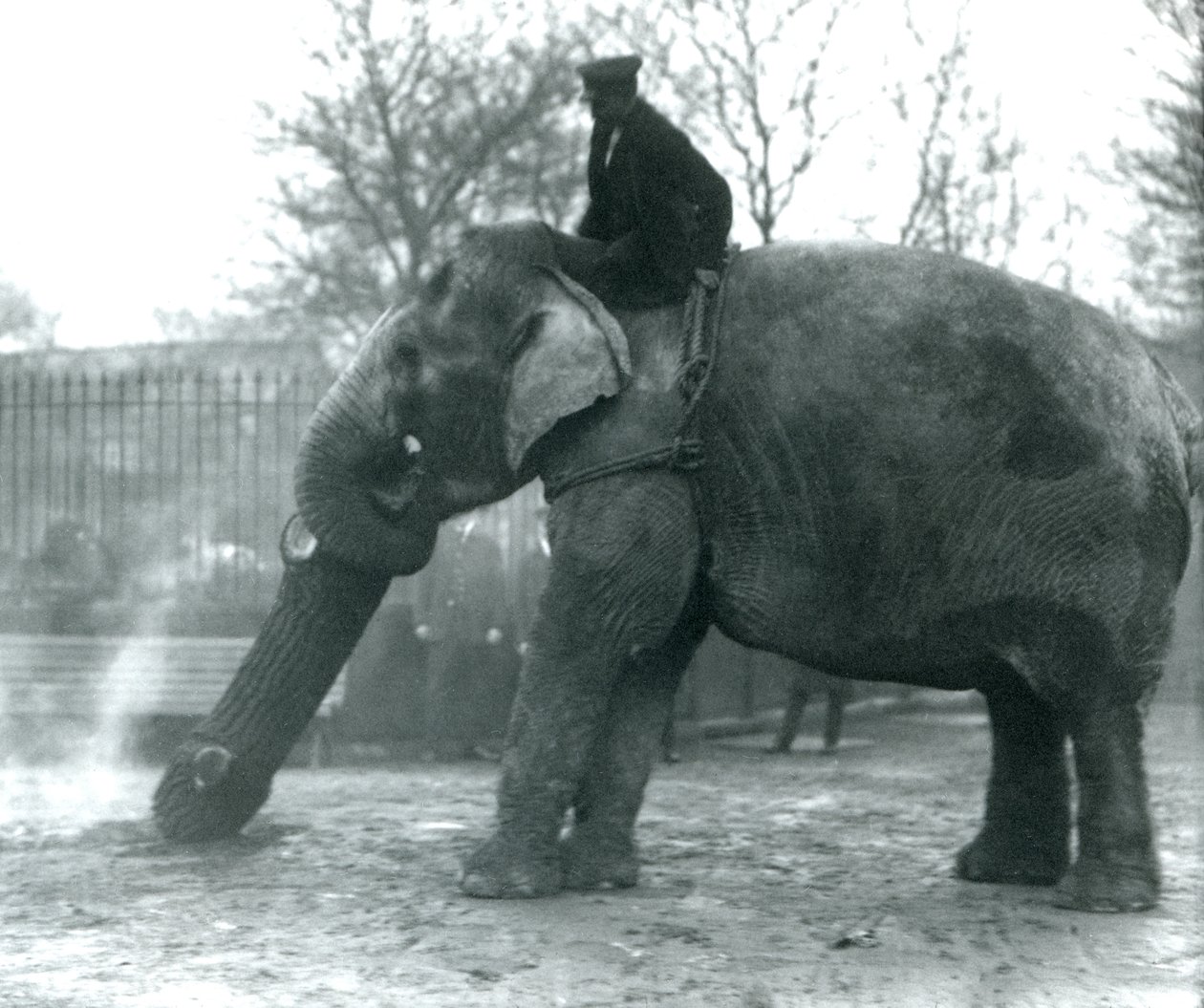 Éléphante asiatique femelle, Indiarani, déplaçant du bois avec sa trompe, tandis que son gardien est assis sur son dos pour la diriger, Zoo de Londres, 1925 - Frederick William Bond