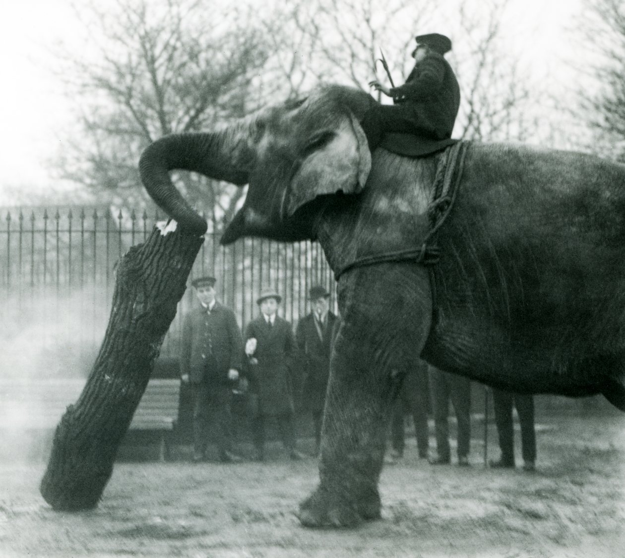 Éléphant d