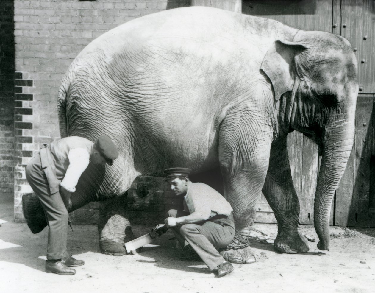 Éléphant Asiatique Femelle Sundermalah se faisant tailler les pieds par ses gardiens au Zoo de Londres, août 1926 - Frederick William Bond