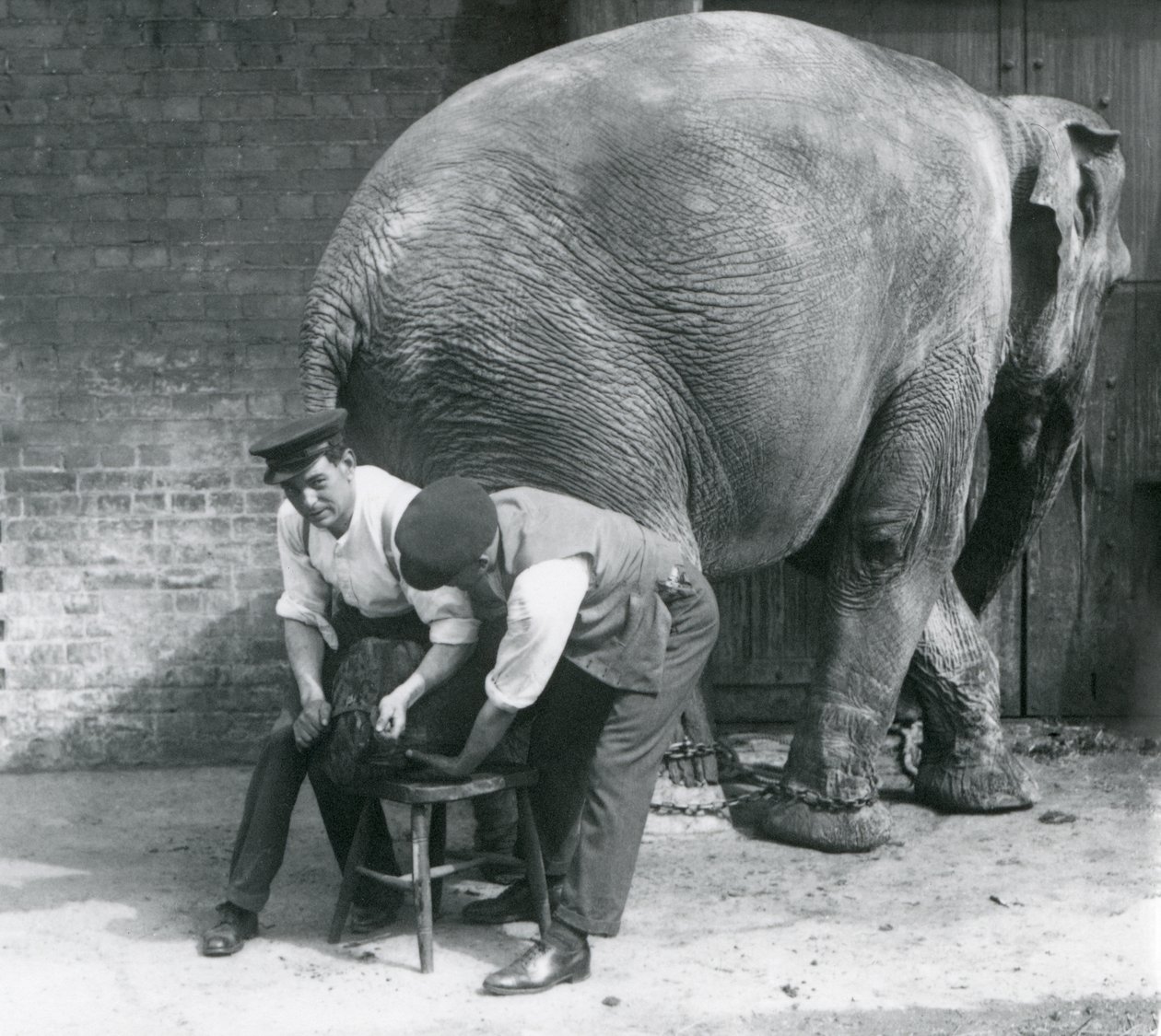 Éléphant Asiatique Femelle se faisant tailler les pieds par ses gardiens au Zoo de Londres, août 1926 - Frederick William Bond