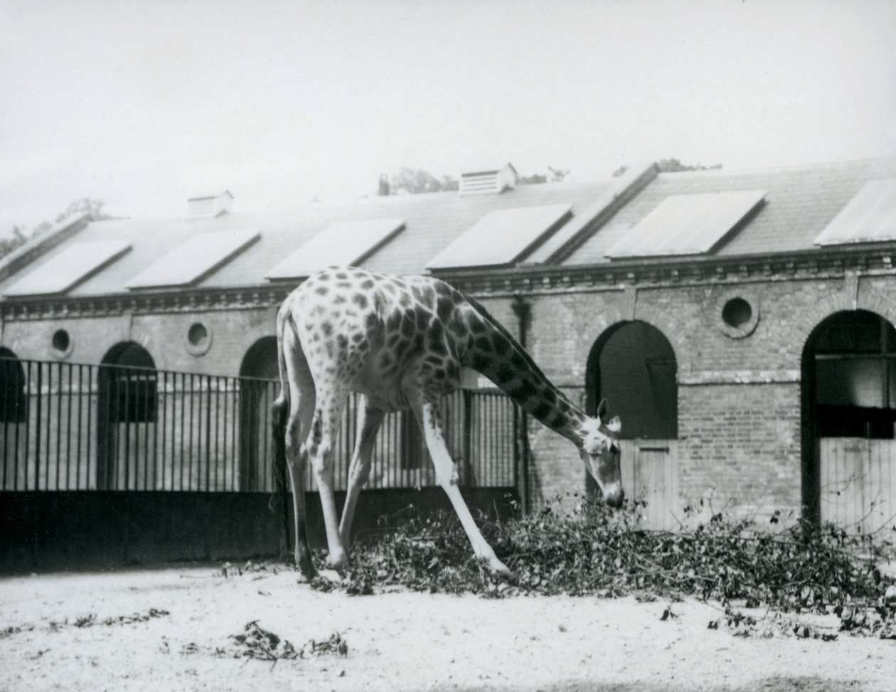 Girafe femelle, 