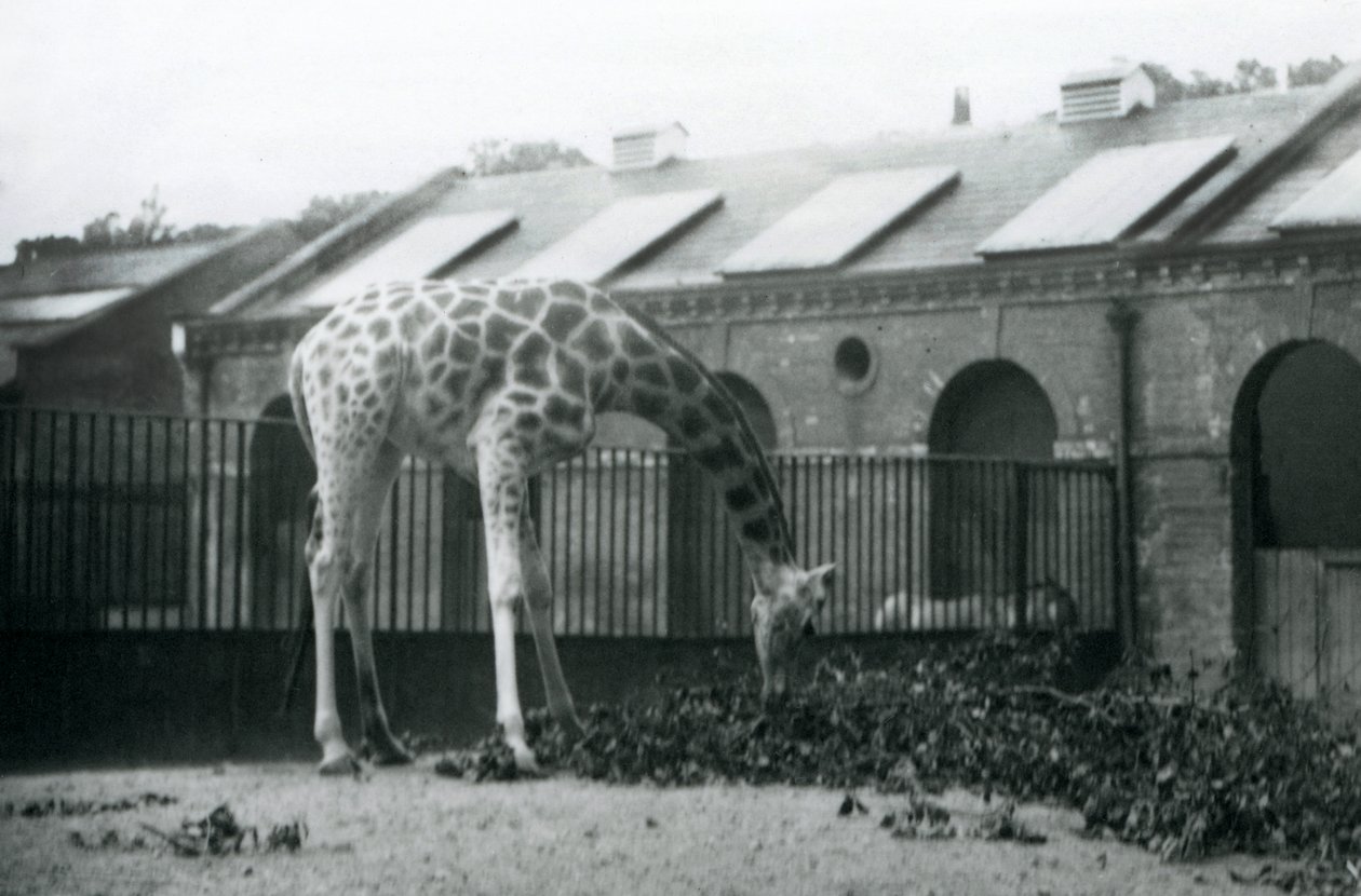 Girafe femelle, 