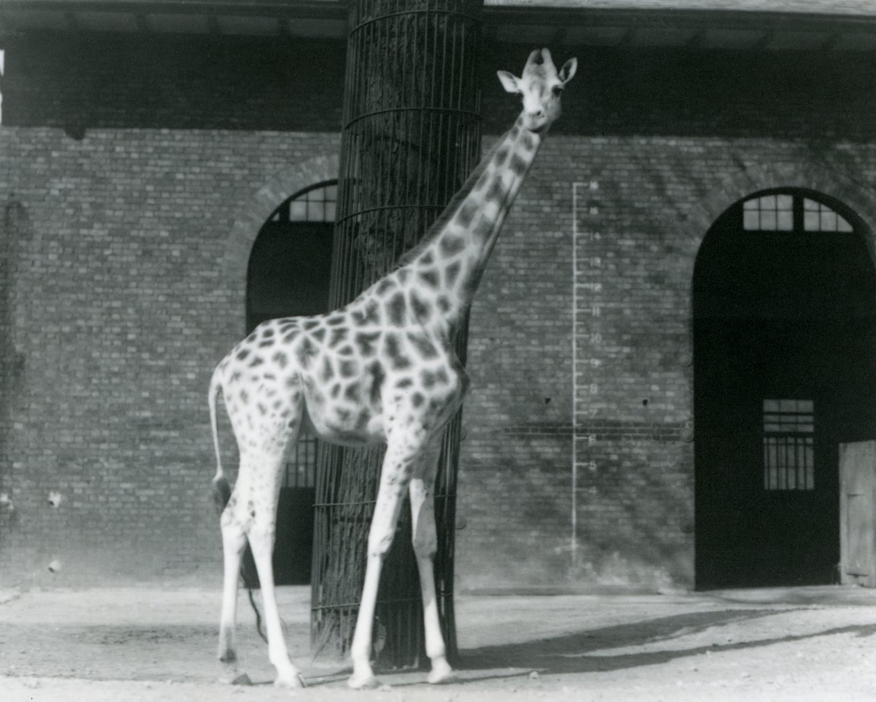 Girafe femelle, 