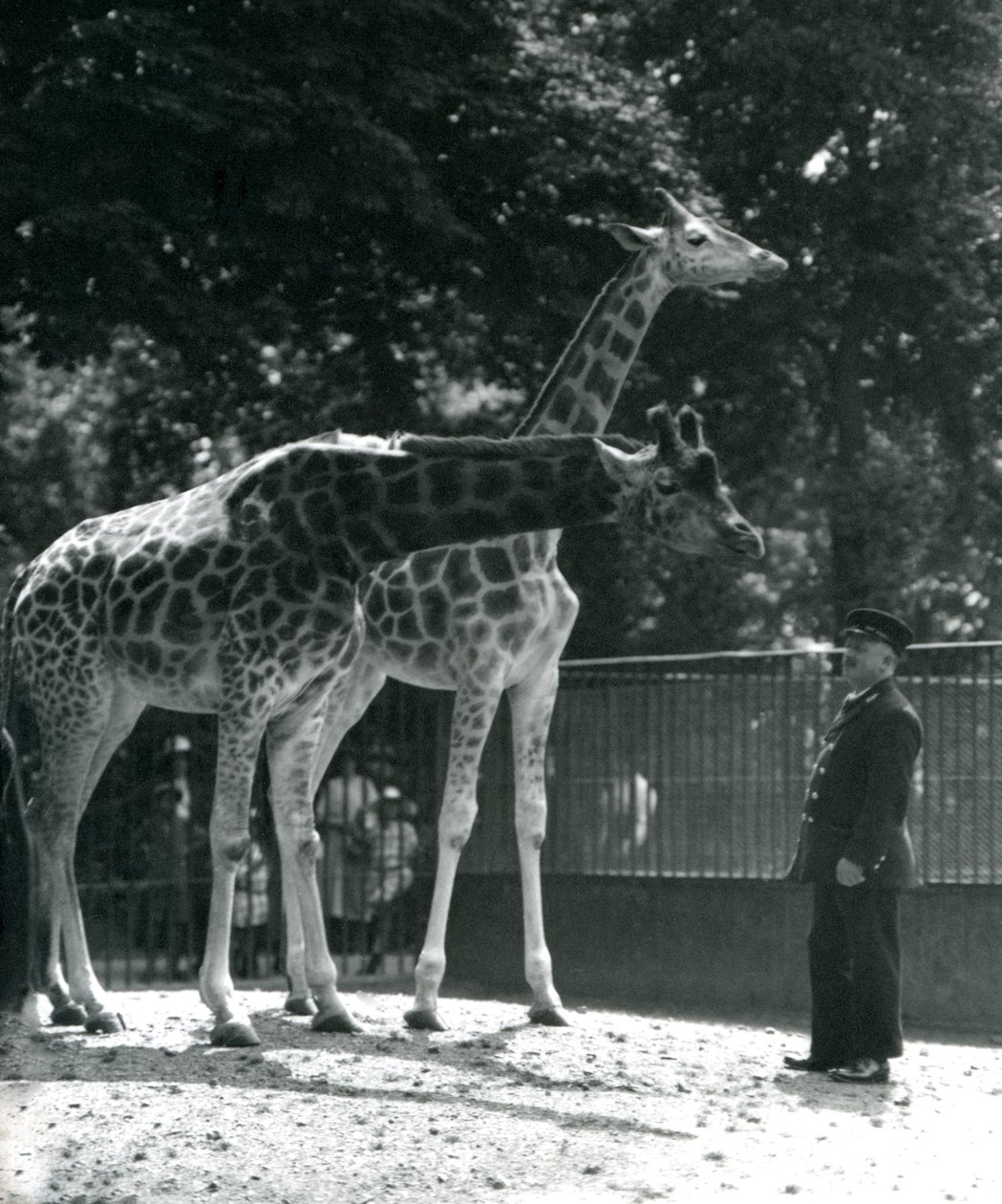 Girafes femelles Maud et Maggie, avec le gardien Ernie Professor Bowman, zoo de Londres, juillet 1924 - Frederick William Bond