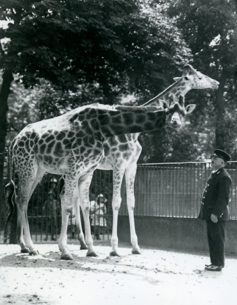 Girafes femelles Maud et Maggie, avec le gardien Ernie Professor Bowman, zoo de Londres, juillet 1924 - Frederick William Bond