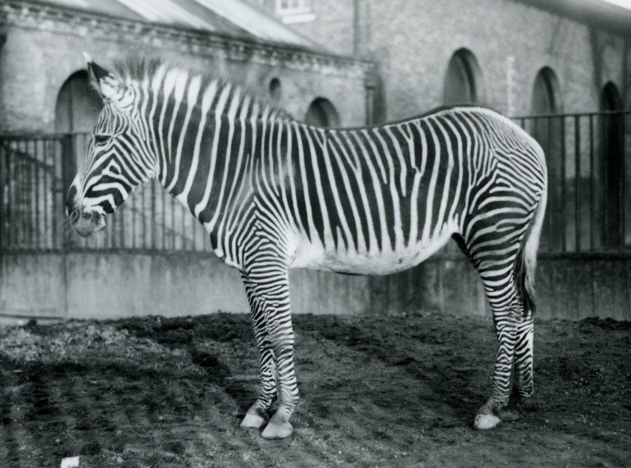 Zèbre de Grévy femelle, Jennie, dans son paddock au Zoo de Londres, 1927 - Frederick William Bond
