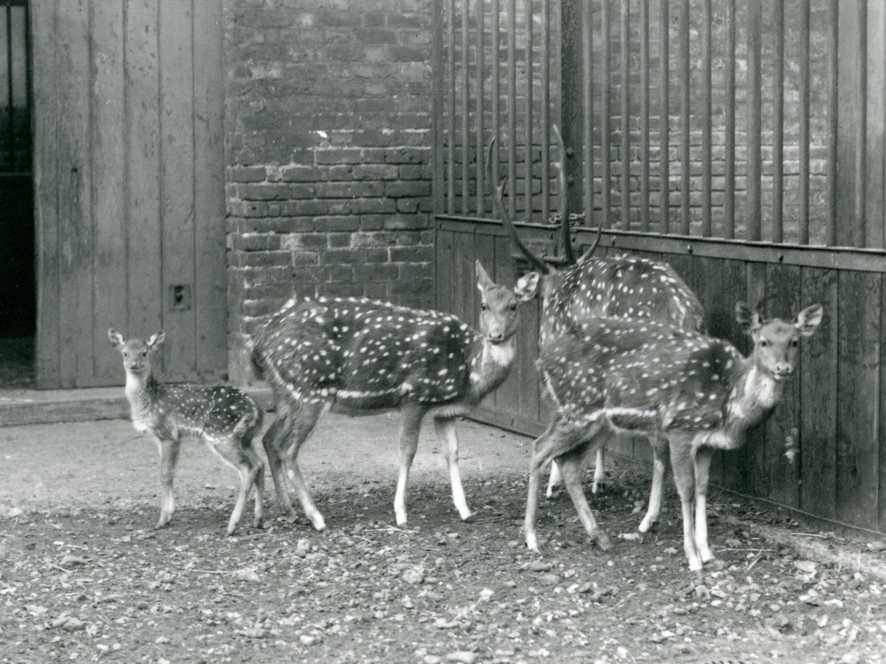 Quatre cerfs Axis, dont un mâle avec des bois et un faon, au zoo de Londres en 1926 - Frederick William Bond