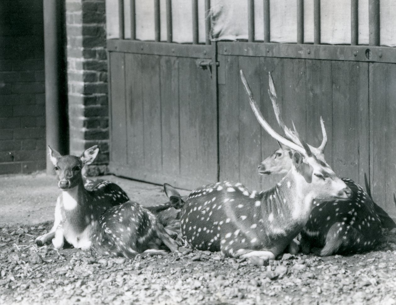 Quatre cerfs axis dont un mâle avec des bois, au Zoo de Londres en 1924 - Frederick William Bond