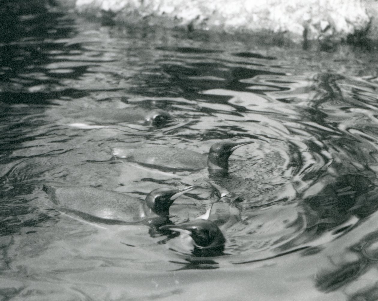 Quatre manchots royaux nageant dans leur bassin au zoo de Londres - Frederick William Bond