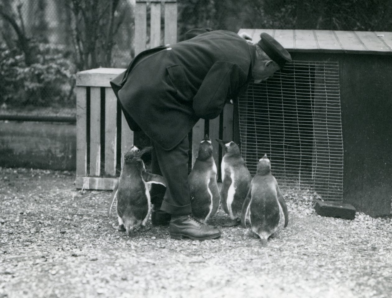 Manchots papous avec le gardien Albert White, Zoo de Londres, c.1914 - Frederick William Bond