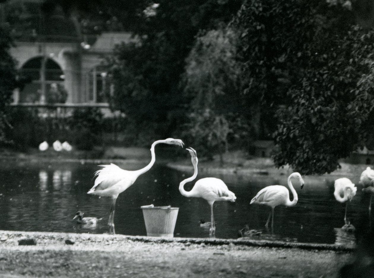 Flamants roses sur leur lac au Zoo de Londres en 1924 - Frederick William Bond