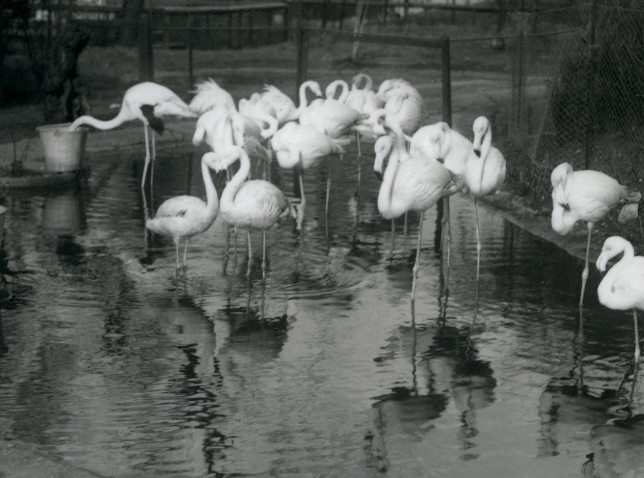 Flamants roses sur leur étang au zoo de Londres, 1926 - Frederick William Bond