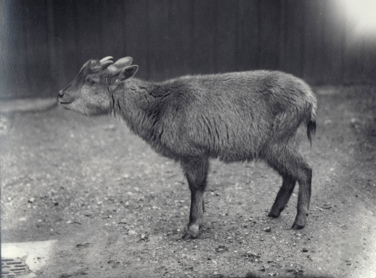 Goral de l