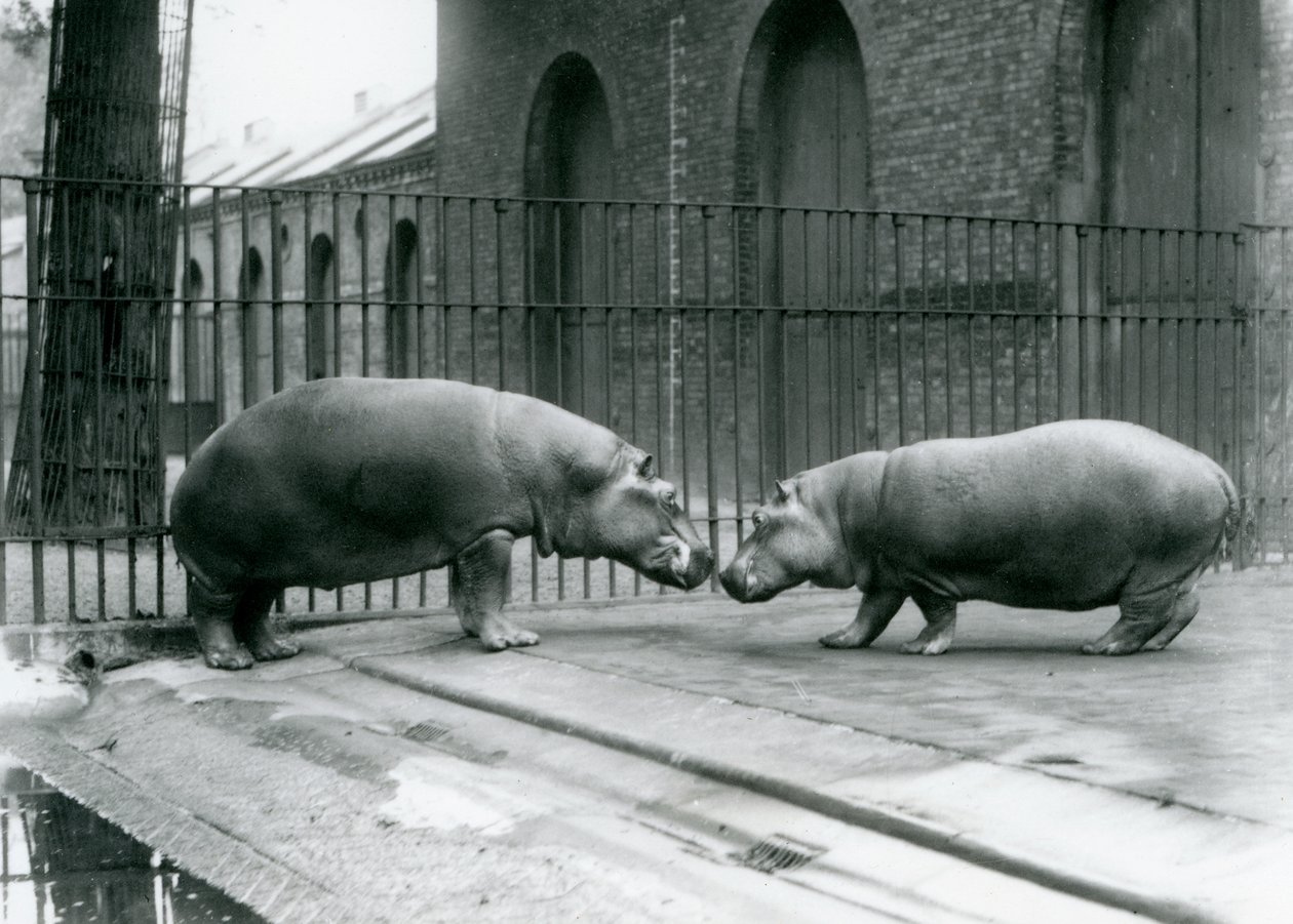 Les hippopotames Bobbie et Joan sont présentés au zoo de Londres - Frederick William Bond