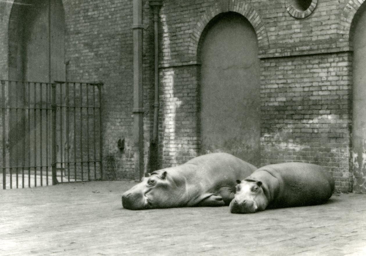 Hippopotames Bobbie et Joan au Zoo de Londres, juillet 1923 - Frederick William Bond