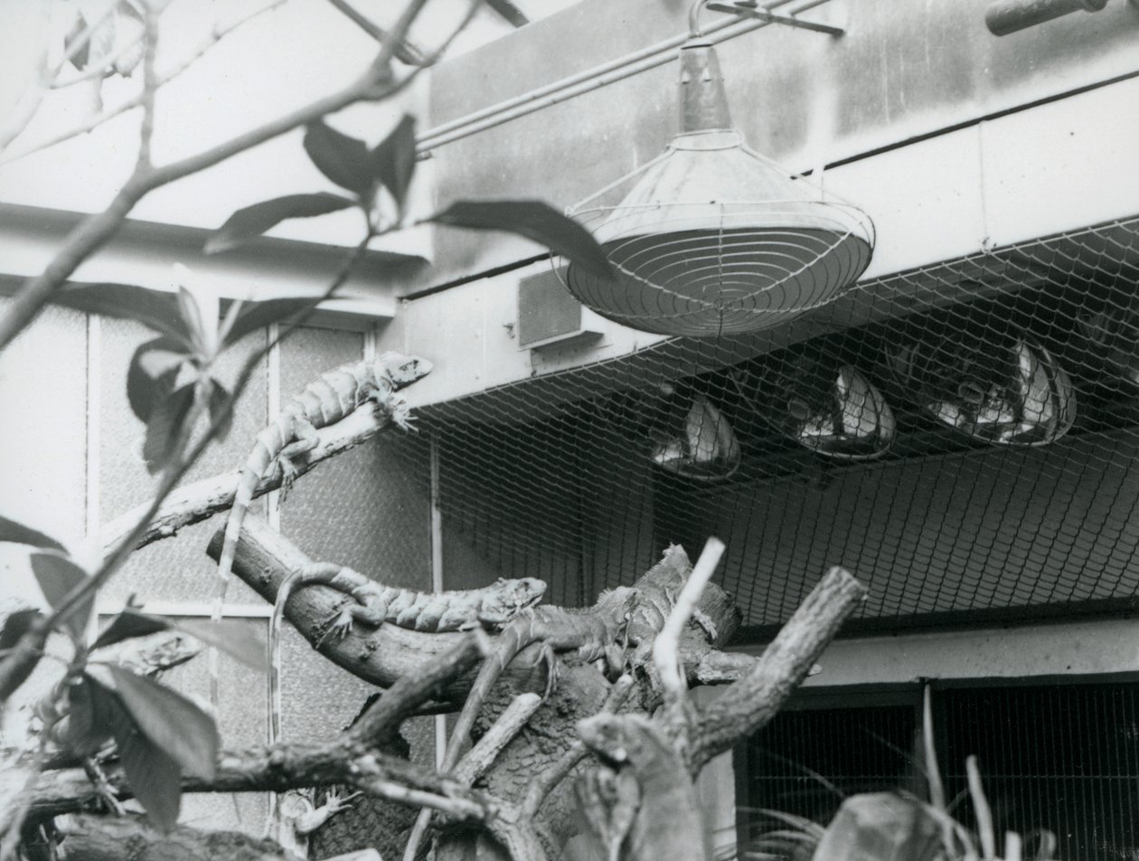 Iguanes, se prélassant sur des branches, profitant de la lumière artificielle dans leur enclos, Zoo de Londres, août 1928 - Frederick William Bond