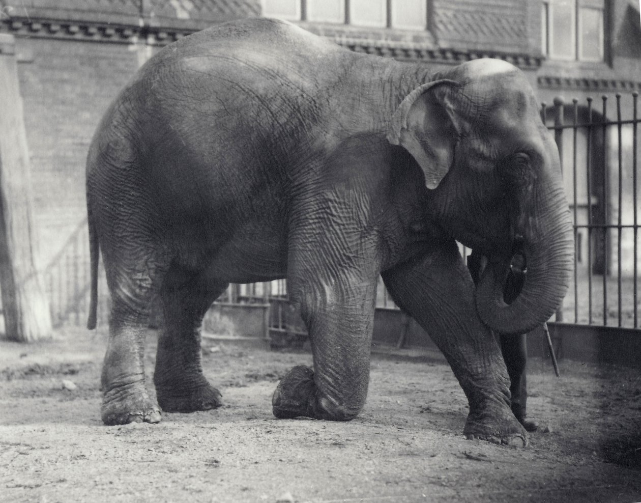Éléphant indien, Assam Lukhi, agenouillé avec son gardien au zoo de Londres, avril 1914 - Frederick William Bond
