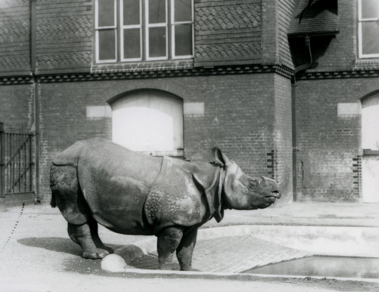Rhinocéros Indien Felix au bord de son bassin au Zoo de Londres en 1927 - Frederick William Bond