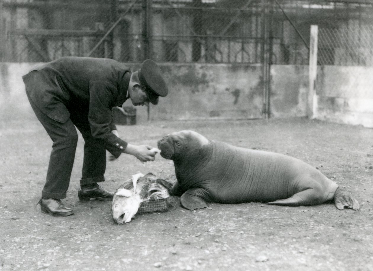 Gardien, Arthur Chandler, nourrissant un jeune morse avec du poisson, Zoo de Londres, 1924 - Frederick William Bond